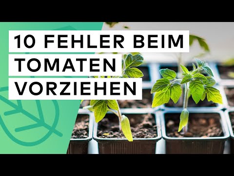 Tomaten vorziehen - Diese 10 Fehler sollten Sie unbedingt vermeiden