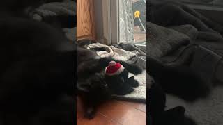 Video preview image #1 Labradoodle Puppy For Sale in Wheaton, IL, USA