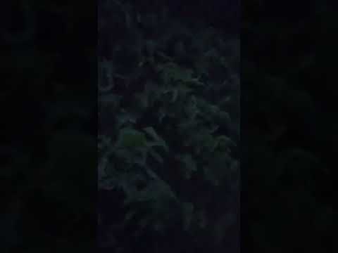 #kitchen garden#tomato#brinjal#pumpkin