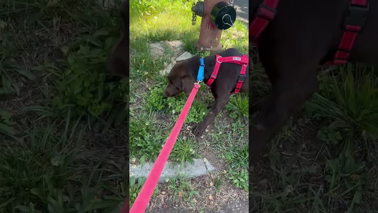 Enlarge Hunter, a ADOPTABLE Labrador Retriever in Warrington, PA video 5/5