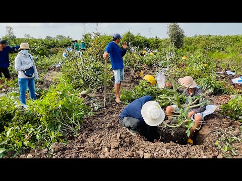 29 / 4 / 2023. 50 Cây về Bến Tre | Chúc Anh Mua Bán Nhanh lẹ | Lh 0919944244 Giang.