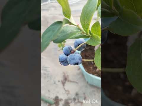 アロニア・メラノカルパ（黒い果実のチョークベリー）をいつ、どのように植えるのですか？  庭園