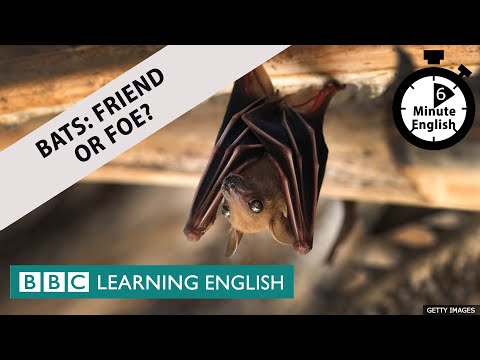 蝙蝠。朋友還是敵人？- 6分鐘英語 (Bats: Friend or foe? - 6 Minute English)