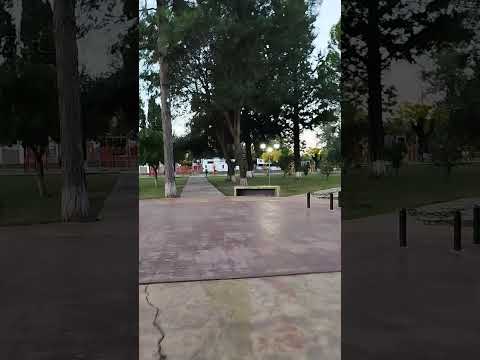 El canto de las cotorras en Leandro n, Alem en San Luis, Argentina
