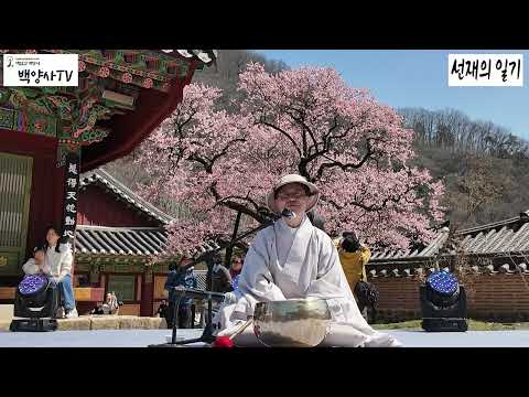 [선매향 축제 선명상] 🧘‍♂️ 백양사 대웅전 앞마당 고불매 아래 멍석 깔고 '나'를 마주하다 | 금강스님의 선명상 "내 마음은 지금 이렇구나" 봄바람과 매화 향기 속에서 멈춤