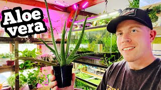 Aloe Vera Plant Care for Indoor Growing