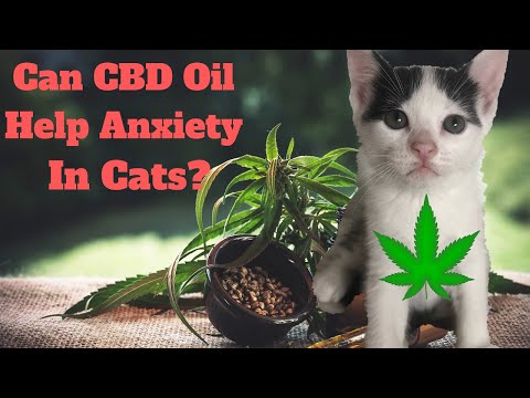 I Gave My Anxious Cat CBD Hemp Oil And Here's What Happened