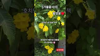 ​황영웅의 감성 보이스로 즐기는 호치민 랜선 여행~​베트남 호치민에서 만난 황금빛 꽃물결 (ft. 황영웅) …