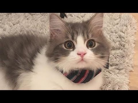 Gorgeous Napoleon Minuet Cat Okome