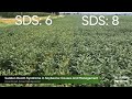 Sudden Death Syndrome in Soybeans: Causes and Management