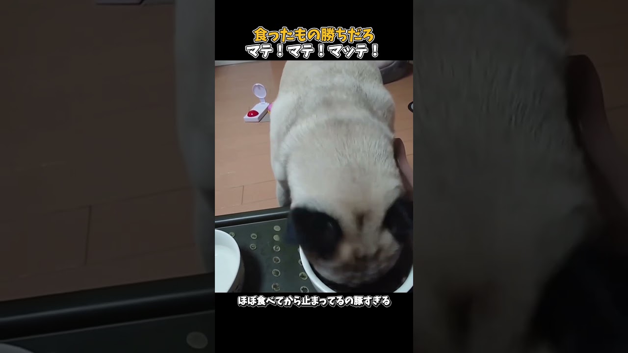 申し訳程度の中断がかわいすぎる #元気になる動画 #トイプードル #犬の気持ち #犬のいる生活 #可愛い #大型犬のいる生活 #愛犬