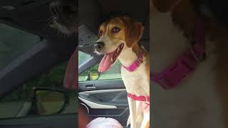 Video preview image #1 American Foxhound-Beagle Mix Puppy For Sale in Crystal, MN, USA