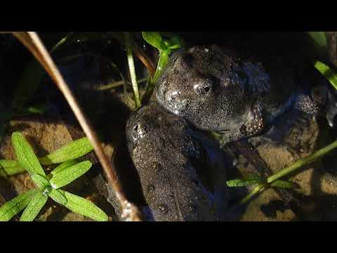 Gelbbauchunke Rögling