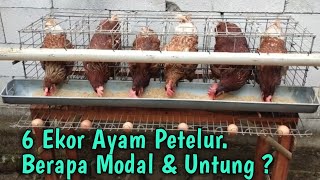 Download lagu 6 Ekor Ayam Petelur. Berapa Modal Dan Untung ? Ternak Lahan Sempit mp3