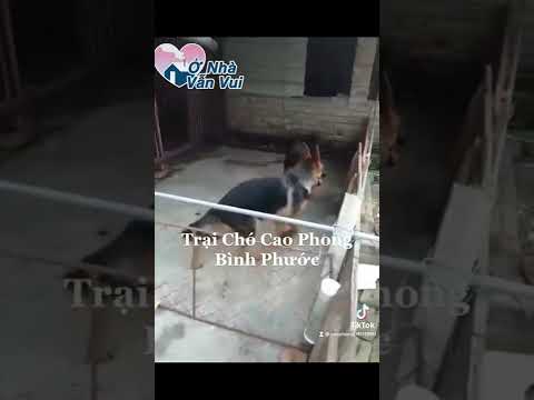 Choai 6 tháng Khai Sinh Vka Chip Zalo 0985177219 #chóbecgieđức #traicho