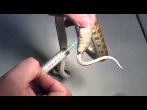 Egg removal Pt 2 - the Aspiration technique