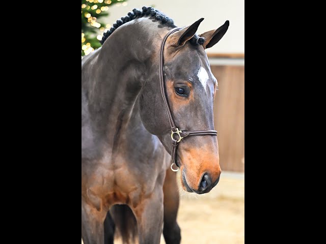 Wayencko JDB/JBF d'Avelghem - walk & 360