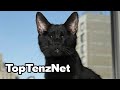 Top 10 Times A Cat Saved A Human Life