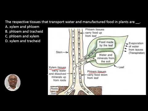 Q26 Transport system in plants JAMB BIOLOGY 2017(2021 Exam Prep)