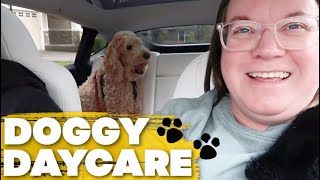 MOM RUNS DOGGY DAYCARE ALL DAY FOR HER DAUGHTER | HAVING A DOG FOR THE DAY | GOT A DOG FOR THE DAY