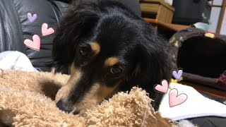 【犬】ナナくんの噛み噛みする動画【ミニチュアダックス】