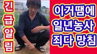 긴급알림 이거땜에 1년농사 죄다 망쳤어요 빨리 밭으로 가보세요~솔림농원텃밭 주말농사 농업,농부