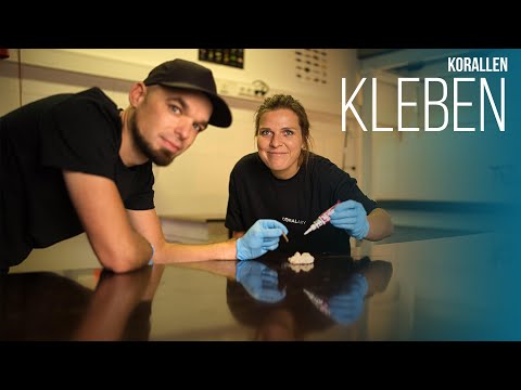 Quick Tips: How to glue corals | Coralaxy