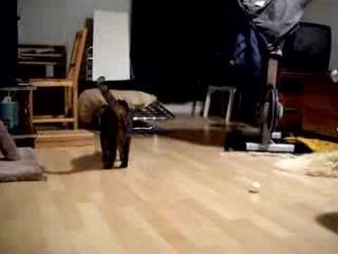 download lagu mp3 mp4 Are Peas Good For Cats, download lagu Are Peas Good For Cats gratis, unduh video klip Are Peas Good For Cats