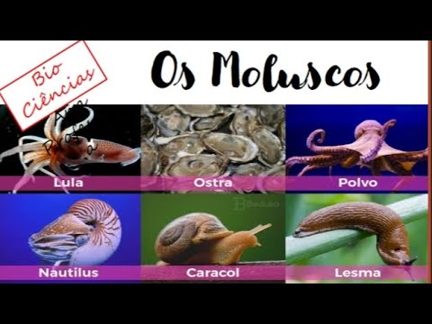 Moluscos  - Ideal para Ensino Fundamental