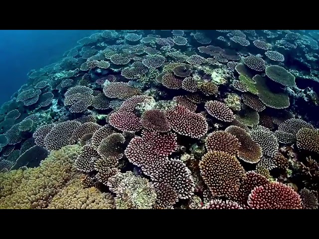 合同会社ラクーアマリンクラブ