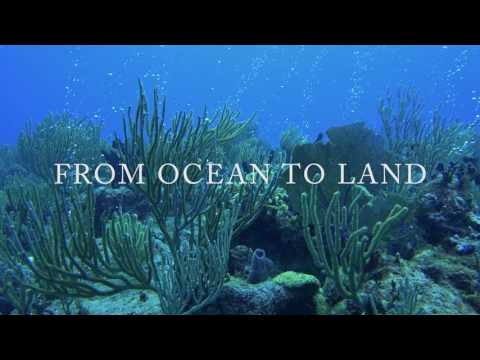 Evolution 4K Trailer