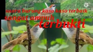 Download lagu suara pikat burung kaso kaso ribut terbukti ampuh mp3 Download lagu suara pikat burung kaso kaso ribut terbukti ampuh mp3