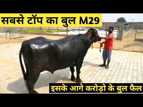 World's Famous Super Murrah Bull #M29 Hissar Full Detail Video in Hindi