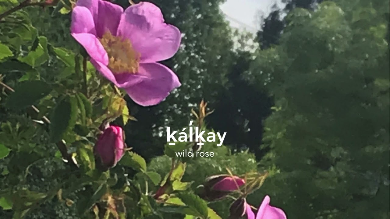ḵál̓ḵay (wild rose)