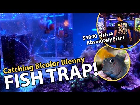 Catching fish in stocked reef tank!! {emotional}