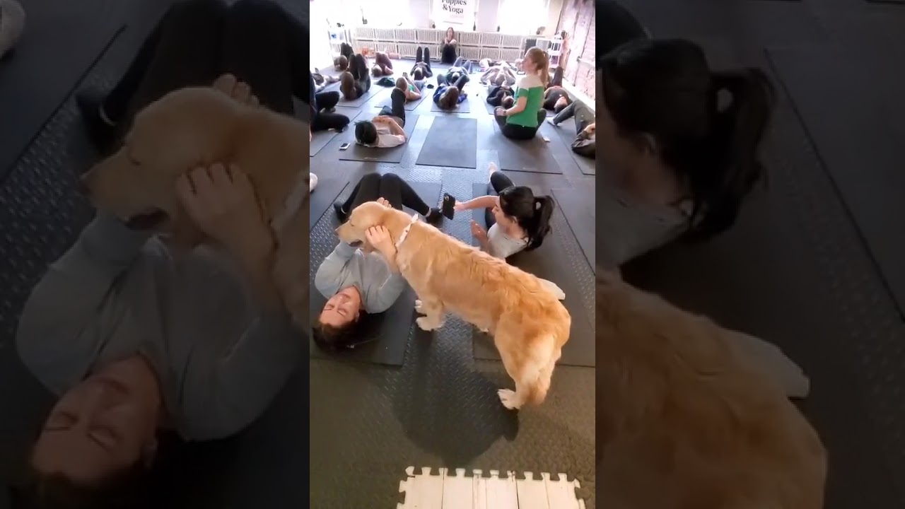 Selecting an Ethical Breeder for Your New Golden Retriever Puppy