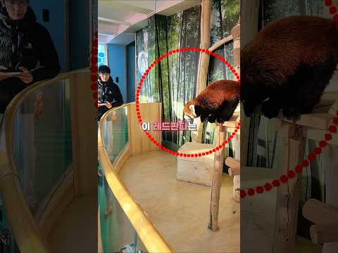 레드판다의 꿈❣️