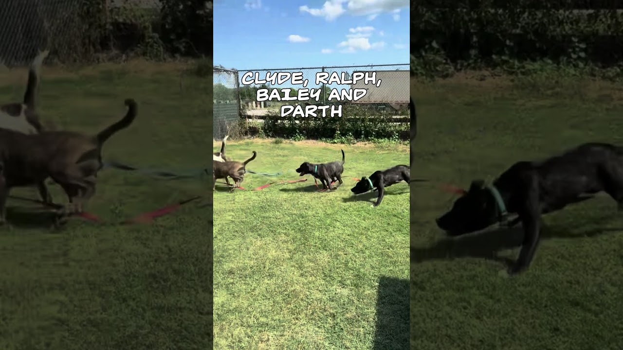 Tyler, a Adoptable mixed breed in Norman, OK video 6/6
