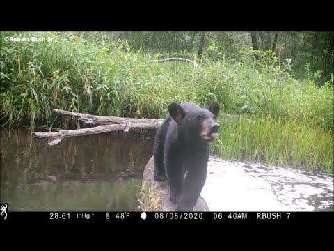 The Log 3: Tranquility Amidst the Chaos