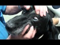 Old Dog Vestibular Syndrome Commonly Referred to ...