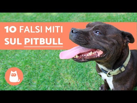 Come la targa da vermi un pezzo è chiamato Quanti in tempo trattare vermi al bambino