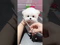 Teddy Bear Dog