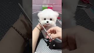 Download lagu Teddy bear #dog! mp3