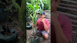Download lagu Solution for narrow land planting corn in pots #shorts mp3