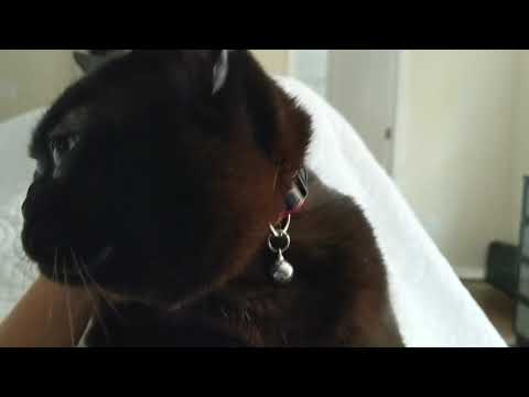 Purr fest with my Burmese boy