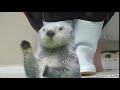 Sea Otter Clapping Cute Hands