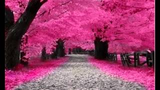 Download lagu Taman Bunga Sakura mp3 Download lagu Taman Bunga Sakura mp3