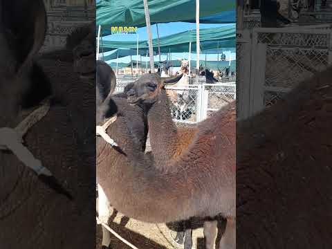 Artesanías whisq'a | Expoferia de camélidos Toledo  | Provincia Saucarí Oruro Bolivia 2026