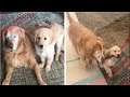 Blind Senior Dog Finds A Puppy Friend To Help Guide Him