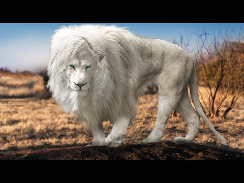 Have You Heard of These Unusual Types of Lions?
